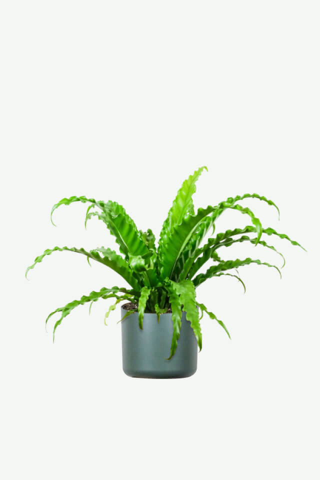 Crispy Wave Bird's Nest Fern